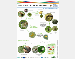 FICHE TECHNIQUE AUXILIAIRE - Les coccinelles.pdf