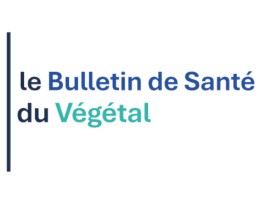 bsv logo