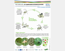 FICHE TECHNIQUE AUXILIAIRE - Les champignons entomopathogènes.pdf