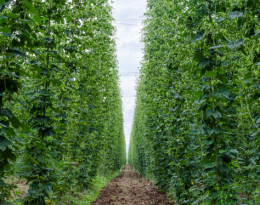 houblon
