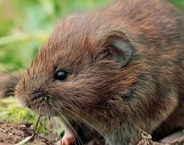 rat Taupier