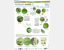 FICHE TECHNIQUE AUXILIAIRE - Les syrphes.pdf