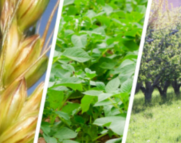 Améliorer la protection des plantes par la sélection variétale