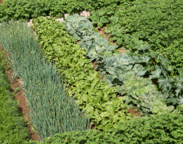 Analyse des bilans de campagne DEPHY de 2015 à 2025 - filière légumes