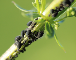 Dysaphis plantaginea