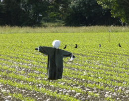 Corvidés sur maïs