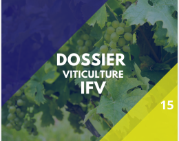 IFV dossier filière n15