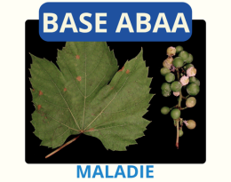 mildiou vigne