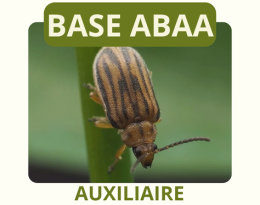 Chrysomèle de l'ambroisie