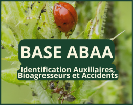 base abaa