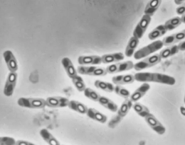 Biopesticides bactériens