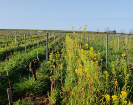 Implanter des engrais verts en vigne