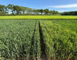 JNO :  zoom sur le comportement des variétés de blé et d’orge