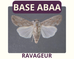 Noctuelle grise striée