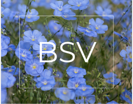 BSV - Lin fibre - Bretagne