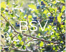 BSV - Myrtille - National