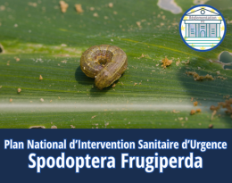 Spodoptera frugiperda