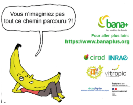 "La banane fait sa mutation" : les enjeux de la filière illustrés