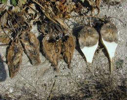dégâts de rhizopus