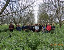 Groupe dephy Noix du Sud-Ouest dans une parcelle de noyers avec couvert de fèveroles   