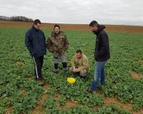 Observation des bioagresseurs sur culture d'automne