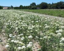 Site Agrosem de Castelnaudary