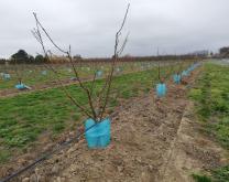 systèm conduit en agriculture biologique