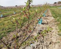 système conventionnel avec choix de produits pour obtenir 0 résidus de pesticides à la récolte