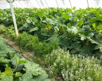 Bande fleurie au milieu d'une culture de courgettes.