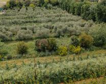 photo aérienne pontrant la diversité des espèces cultivées (pommier au premier plan, oliviers) et des espèces non productives et aménagements agroécologiques (haies, engrais verts)