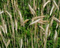 Trèfle sous couvert de Triticale