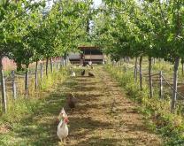 verger d'abricotiers en agroforesterie avec des poules