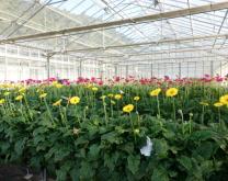 Essai gerbera