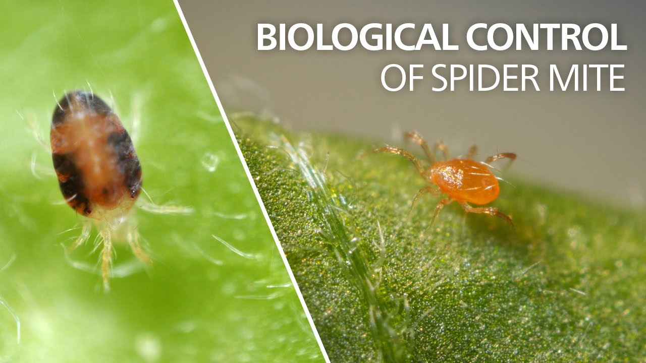 Phytoseiulus persimilis Ecophytopic